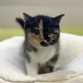 ミヌエット(長足)