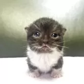 ミヌエット(短足)