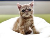 エキゾチックショートヘア