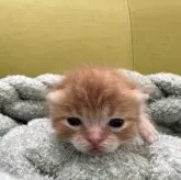 ミヌエット(短足)