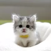 ミヌエット(短足)