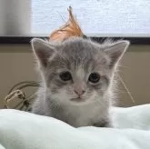 マンチカン(長足)