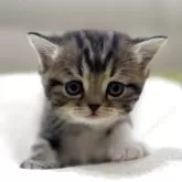 ミヌエット(長足)