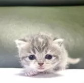 ミヌエット(長足)