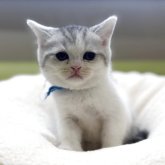 ミヌエット(長足)