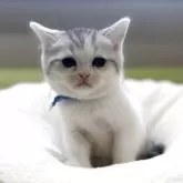 ミヌエット(長足)