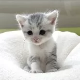 ミヌエット(長足)