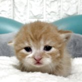 ミヌエット(短足)