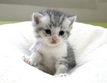 ミヌエット(長足)