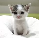 マンチカン(長足)
