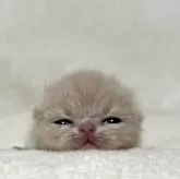 エキゾチックショートヘア