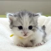 ミヌエット(短足)