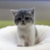 ミヌエット(長足)