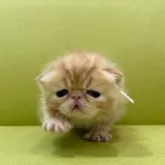 エキゾチックショートヘア