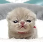 エキゾチックショートヘア