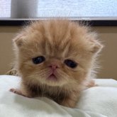 エキゾチックショートヘア