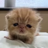 エキゾチックショートヘア
