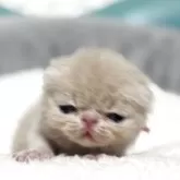 エキゾチックショートヘア