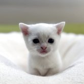 マンチカン(短足)