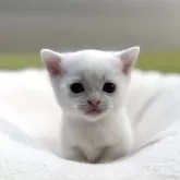 マンチカン(短足)