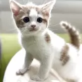 マンチカン(長足)