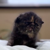 エキゾチックショートヘア