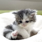 ミヌエット(長足)