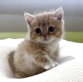 ミヌエット(短足)