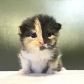 ミヌエット(長足)