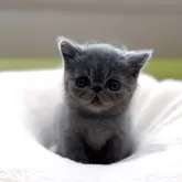エキゾチックショートヘア