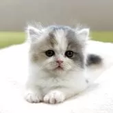 ミヌエット(短足)