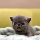 エキゾチックショートヘア
