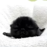 エキゾチックショートヘア