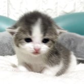 マンチカン(長足)