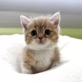 ミヌエット(短足)【岐阜県・女の子・2025年10月2日・レッドタビーホワイト】の写真2「かわいい🩷」