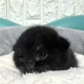 ミヌエット(長足)【岐阜県・男の子・2025年10月17日・ブラックホワイト】の写真3「可愛い🩷」