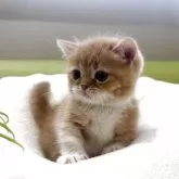 ミヌエット(短足)【岐阜県・女の子・2025年10月2日・レッドタビーホワイト】の写真4「かわいい🩷」