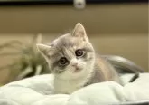 マンチカン(短足)【岐阜県・女の子・2024年12月15日・ブルーパッチドタビーホワイト】の写真4「将来有望💕」