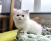 マンチカン(短足)【岐阜県・男の子・2025年4月10日・ブルータビーホワイト】の写真7「かわいい🩷」