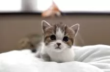 マンチカン(短足)【岐阜県・男の子・2025年4月10日・ブラウンタビホワイト】の写真8「めちゃかわ💕」