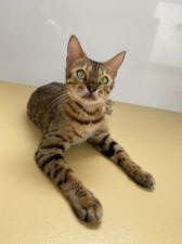 ベンガル【・女の子・2017年4月9日・ブラウンスポテッドタビー】