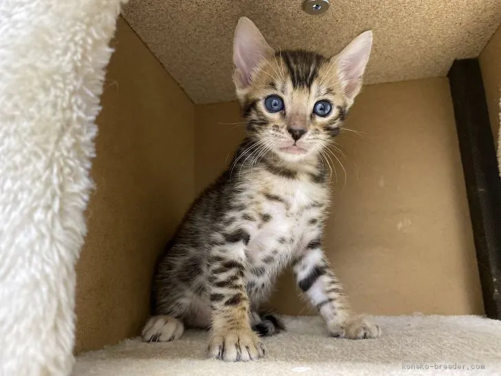 ID：2009-01715の子猫