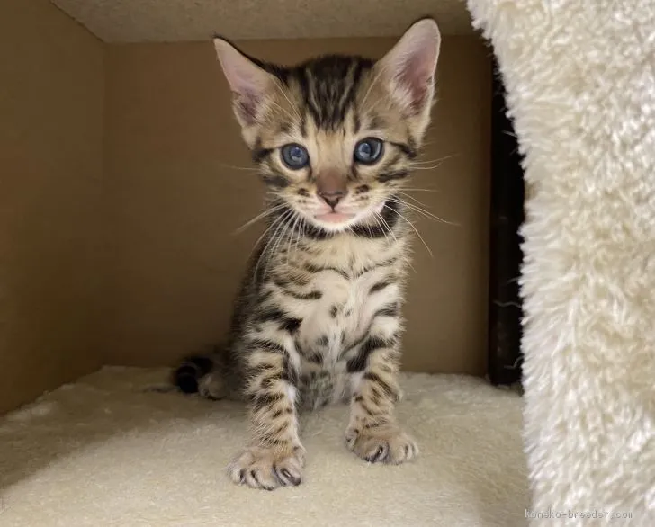 ID:2003-01581の子猫