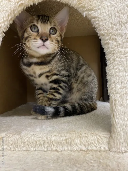 Victor 様のお迎えした子猫