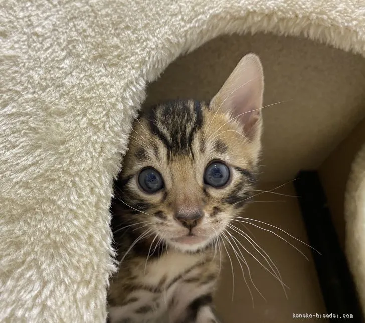 りぃ 様のお迎えした子猫