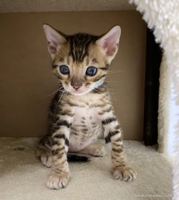 リタ 様のお迎えした子猫