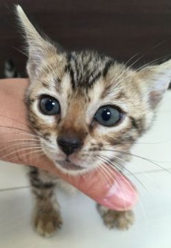 ベンガル【茨城県・女の子・2018年8月2日・ブラウンタビー】の写真「離乳食、始めました」