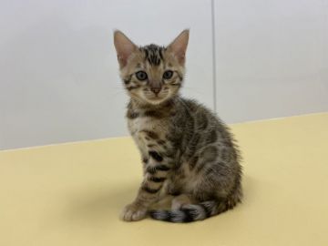 ベンガル【茨城県・女の子・2021年3月22日・ブラウンスポテッドタビー】の写真「マイペースな女の子」