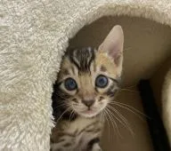 ベンガル【茨城県・女の子・2020年3月9日・ブラウンスポテッドタビー】の写真1