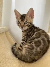 ベンガル【茨城県・女の子・2020年3月9日・ブラウンスポテッドタビー】の写真2